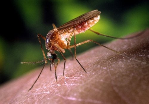 Выявление и лечение малярии становится все труднее